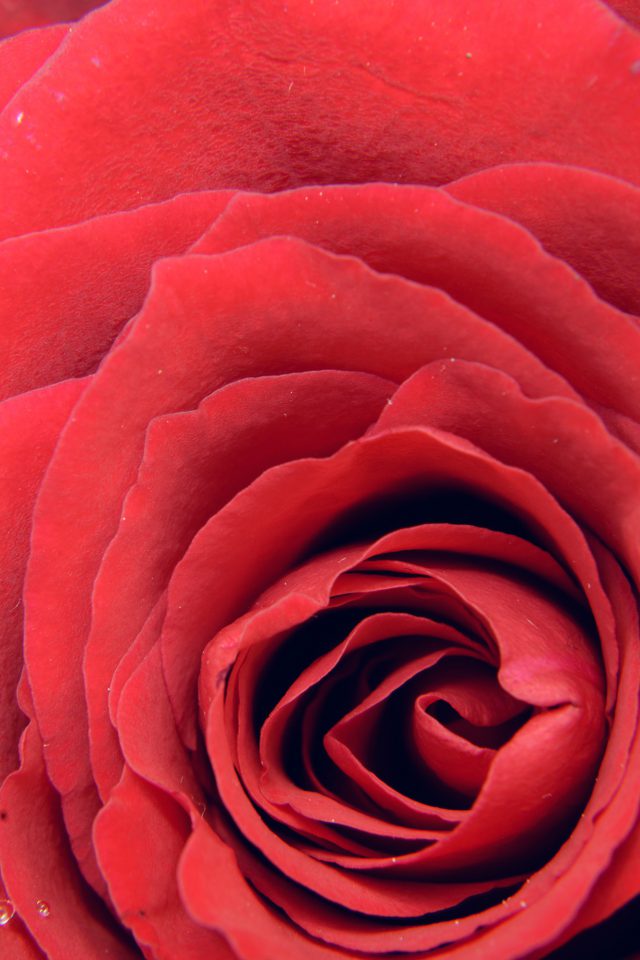Rose Red Flower Nature Love Android wallpaper