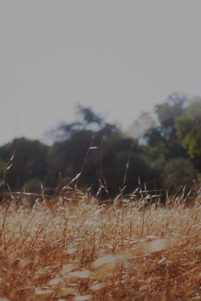 Rye Grass Field Bokeh Cool Mountain Cole Patrick Nature Android wallpaper