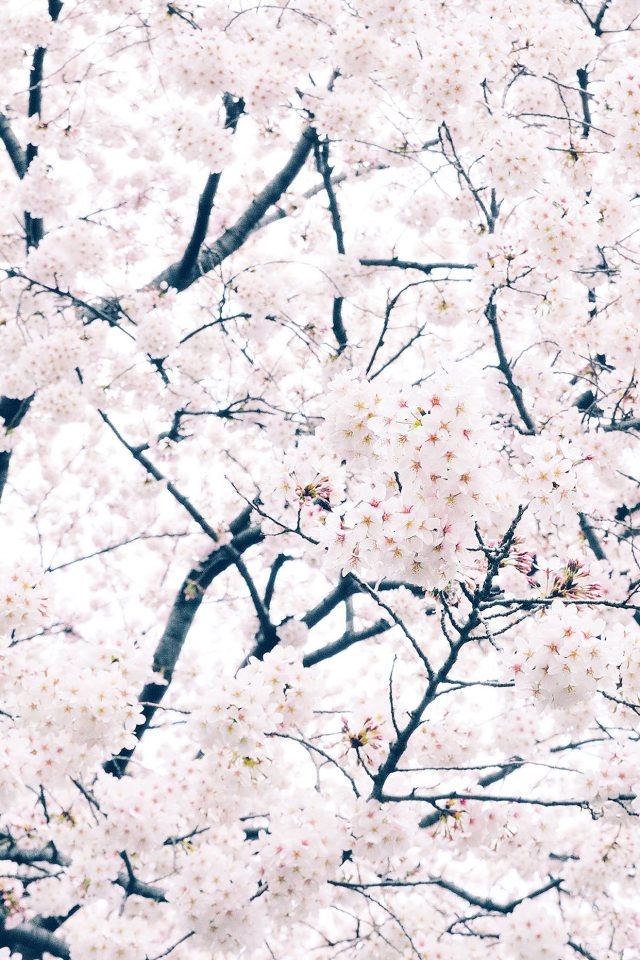 Sakura Cherry Spring Tree Flower Nature Android wallpaper