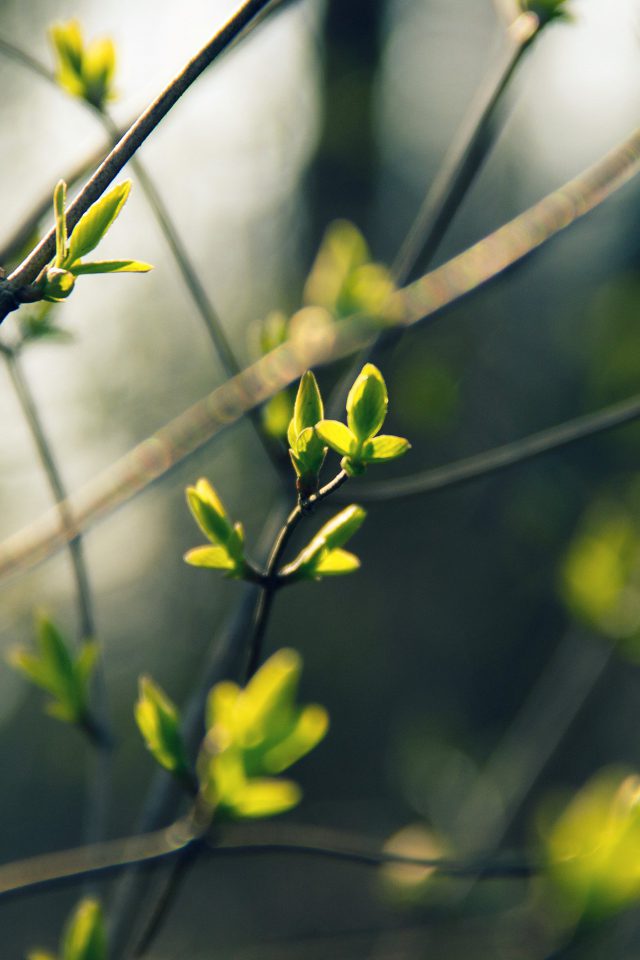 Spring Leave Green Nature Bokeh Tree Android wallpaper