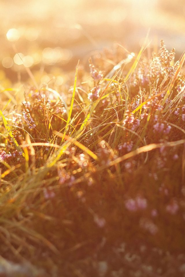 Sun Rise Flower Grass Love Nature Android wallpaper