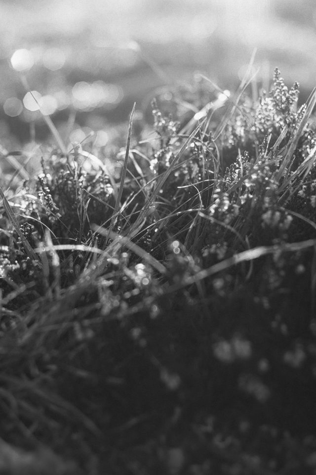 Sun Rise Green Leaf Bw Flower Grass Love Nature Android wallpaper