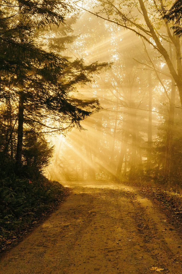 Sunny Road Wood Forest Light Tree Nature Gold Android wallpaper