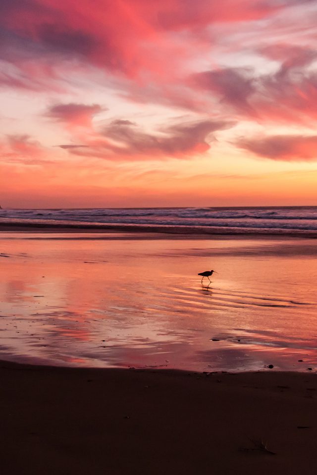 Sunset Beach Bird Red Orange Nature Sea Android wallpaper