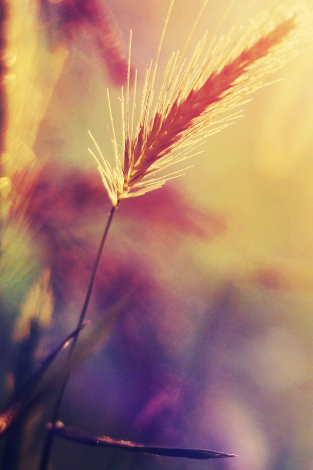 Sunset Reed Flower Flare Nature Android wallpaper