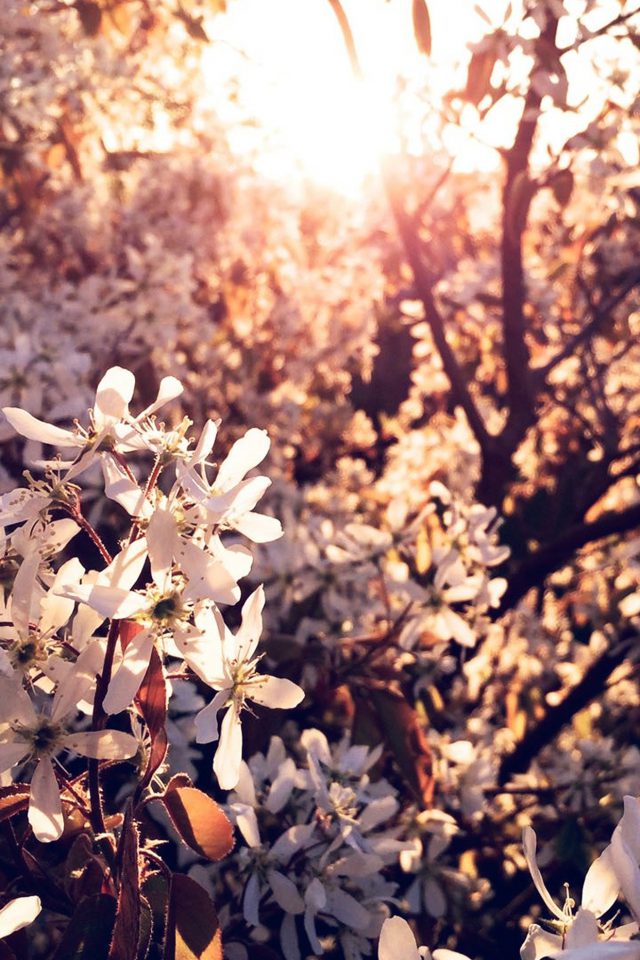 Tree Flower Blossom Spring Nature Android wallpaper