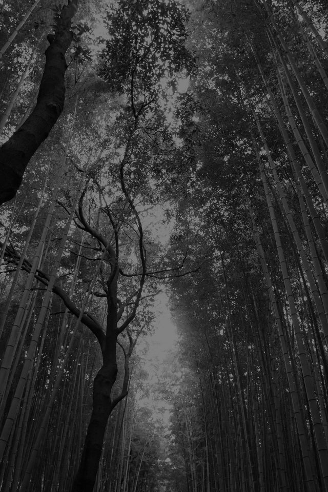 Tree Walk Street Nature Mountain Air Dark Android wallpaper