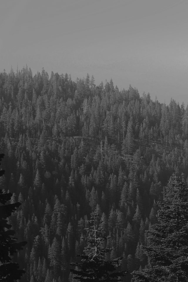 Tree Wood Mountain Nature Dark Bw Android wallpaper