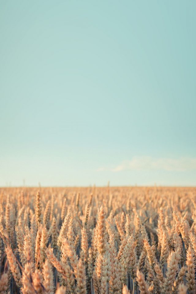 Wallpaper Android Rye Field Sky Nature Android wallpaper