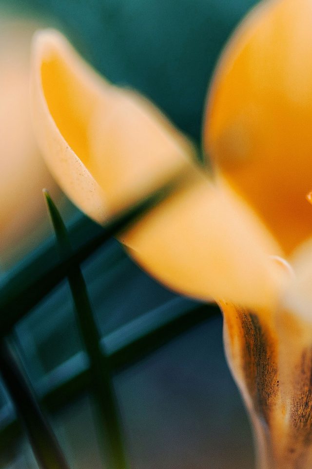 Wallpaper Yellow Orange Crocus Flower Nature Android wallpaper