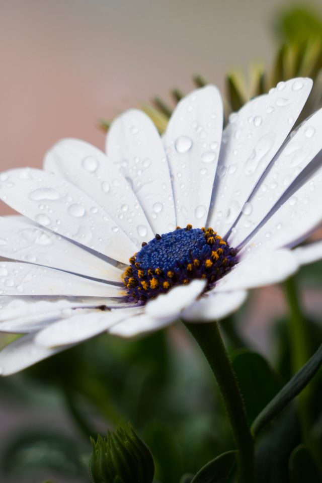 White Flower Nature Spring Rain Android wallpaper