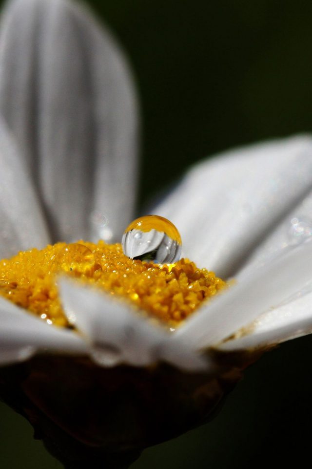 White Flower Rain Drop Nature Android wallpaper
