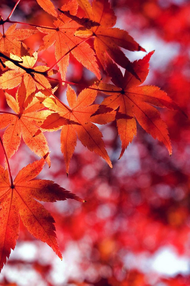 Fall Leaf Red Mountain Bokeh Android wallpaper