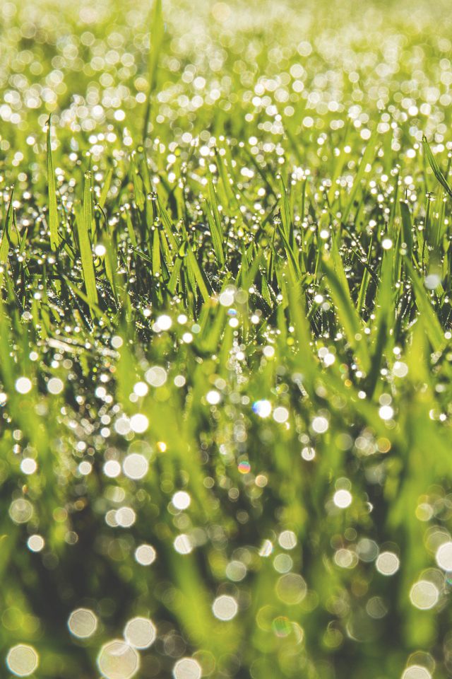 Lawn Green Spring Bokeh Light Android wallpaper