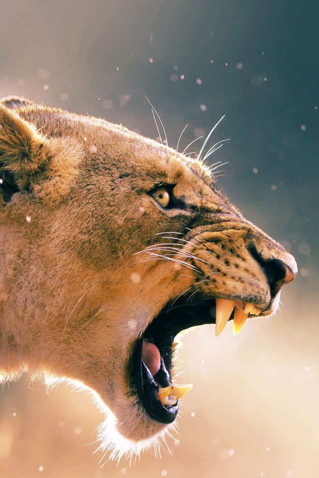 Angry Lion One Animal Nature Android wallpaper