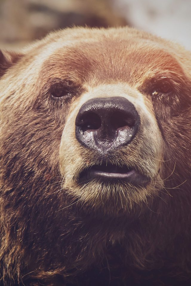 Bear Face What The Hell Nature Flare Animal Android wallpaper