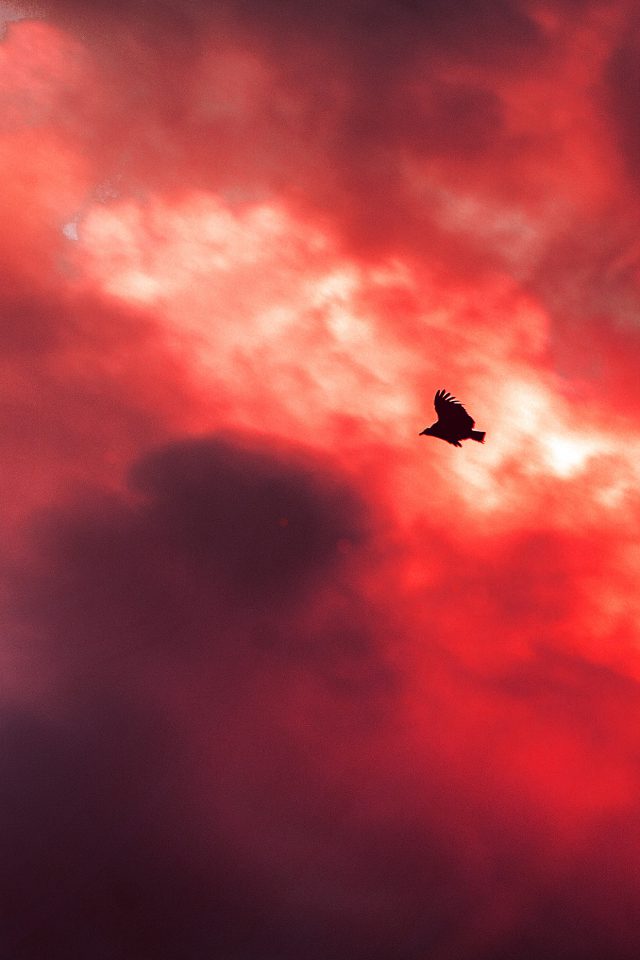 Bird Fly Sky Clouds Red Sunset Fire Nature Animal Android wallpaper