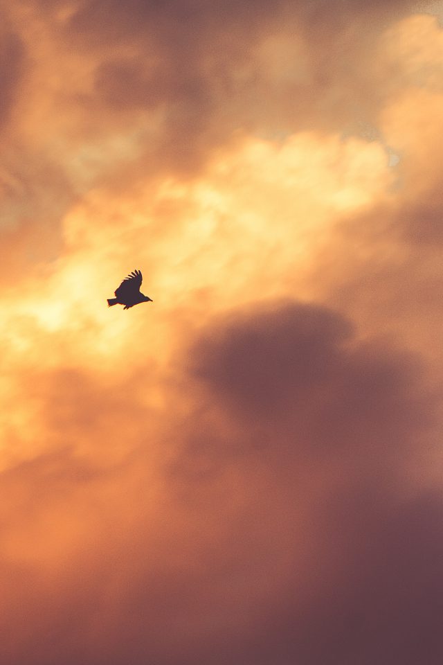 Bird Fly Sky Clouds Red Sunset Nature Animal Android wallpaper