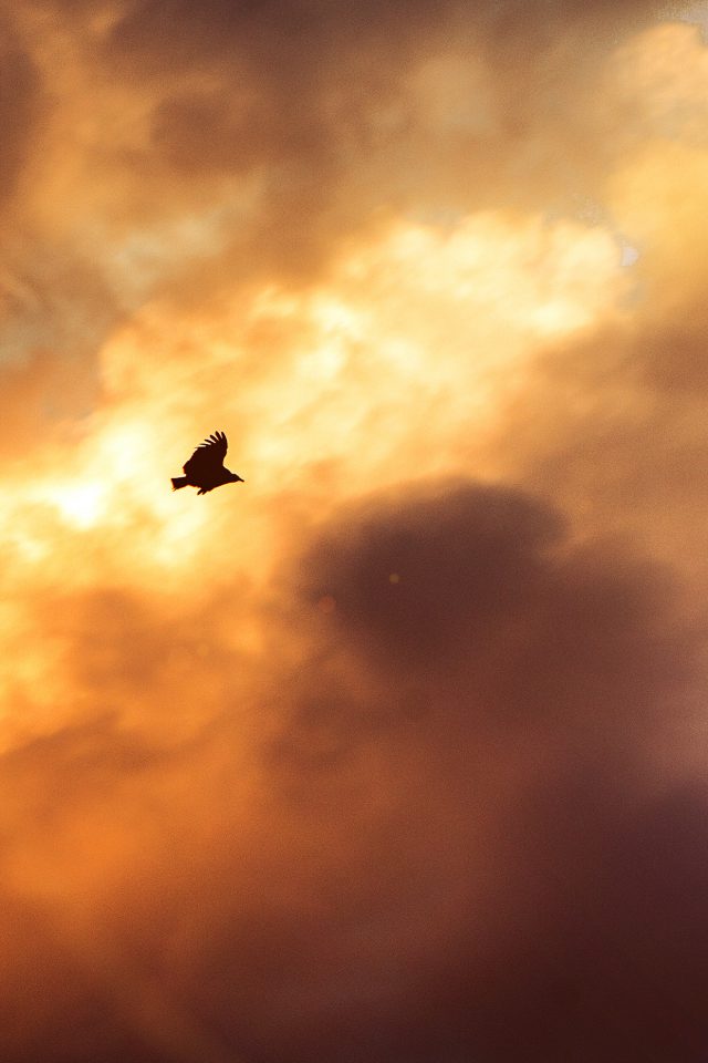 Bird Fly Sky Clouds Red Sunset Nature Animal Flare Android wallpaper