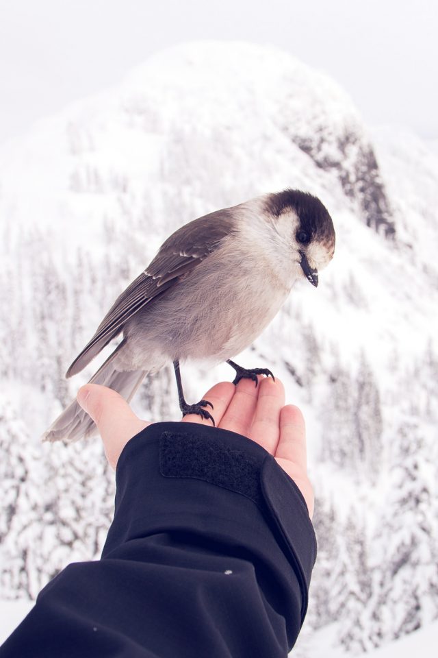 Bird In My Hand Snow Winter Cold Animal Android wallpaper
