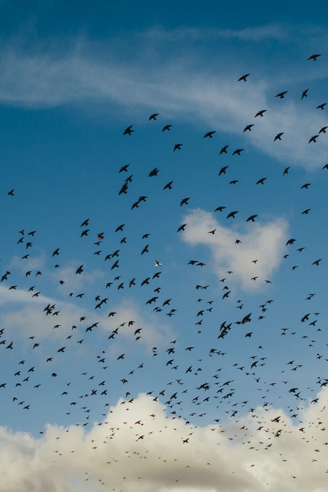 Birds Sky Animal Fly Blue Cloud Nature Android wallpaper