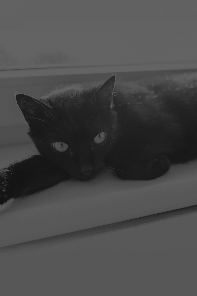 Black Cat Animal Cute Watching Dark Bw Android wallpaper
