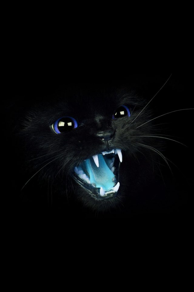 Black Cat Blue Eye Roar Animal Cute Android wallpaper