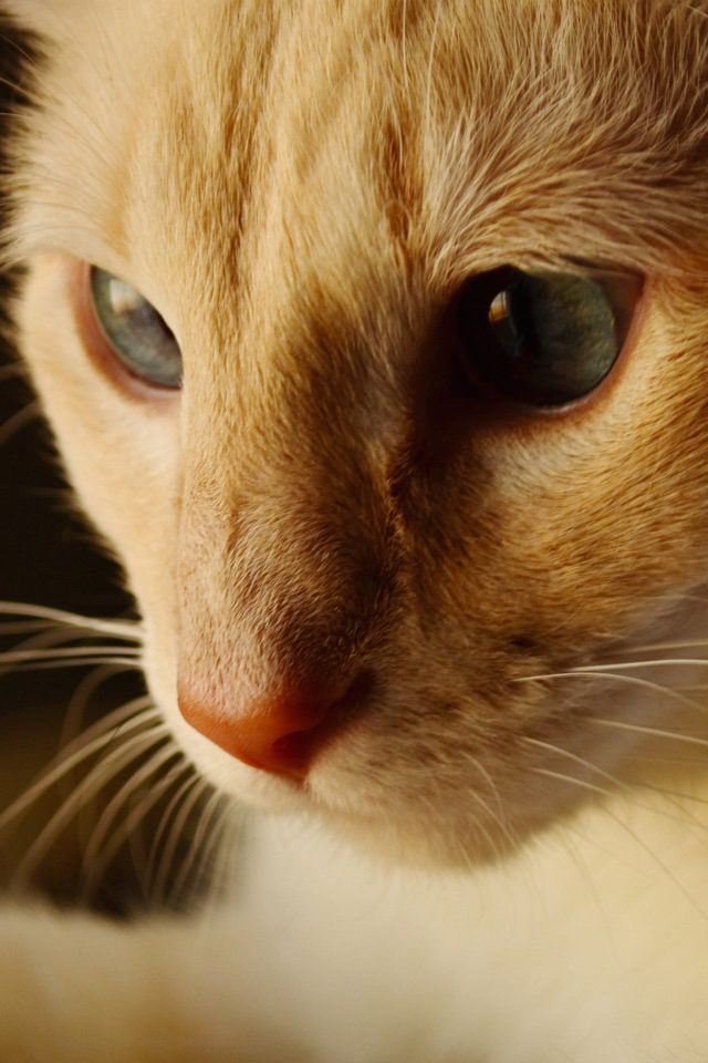 Cat Face Cute Orange Animal Android wallpaper