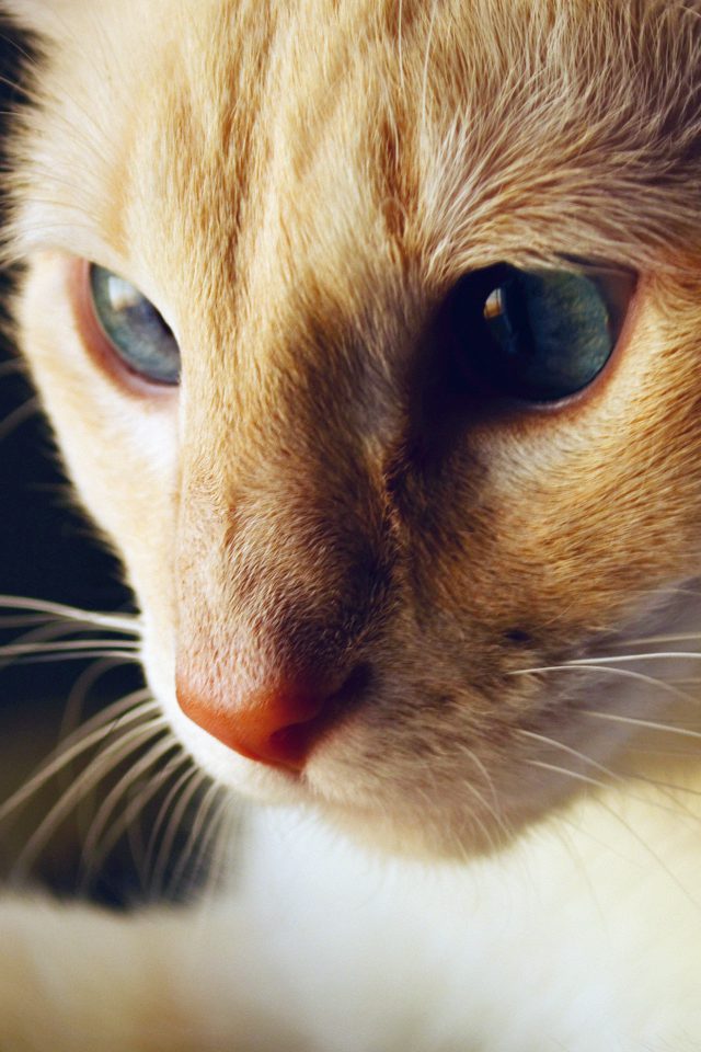 Cat Face Cute Orange Animal Blue Android wallpaper