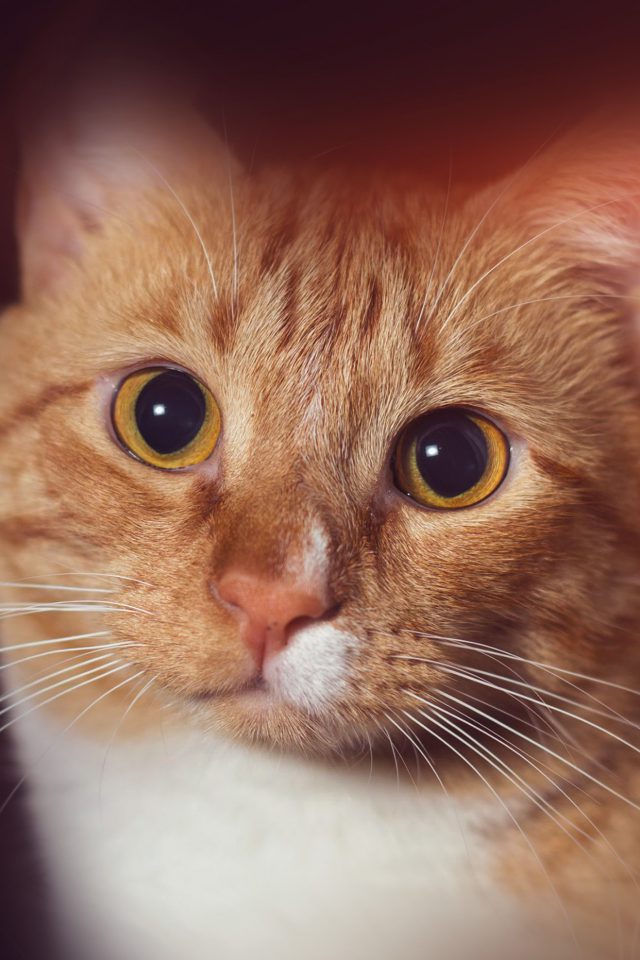 Cat Face Eye Animal Cute Nature Flare Orange Android wallpaper