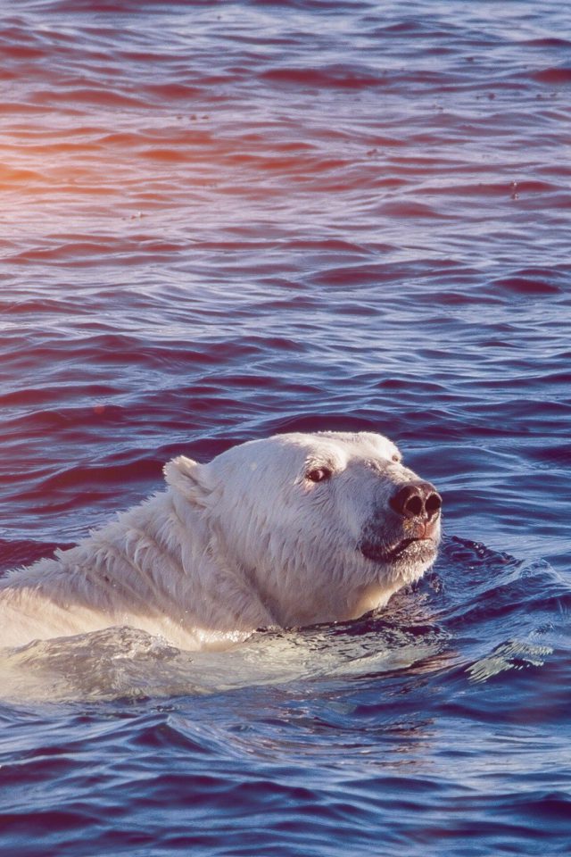 Dont Watch Me Swim Polar Bear Sea Animal Flare Android wallpaper