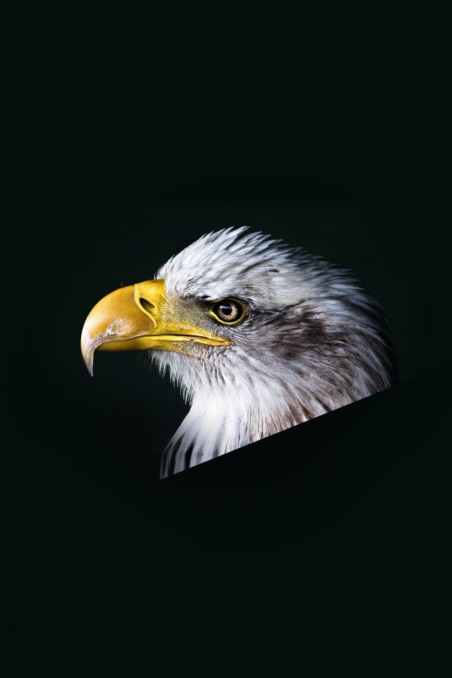 Eagle Dark Animal Bird Face Android wallpaper