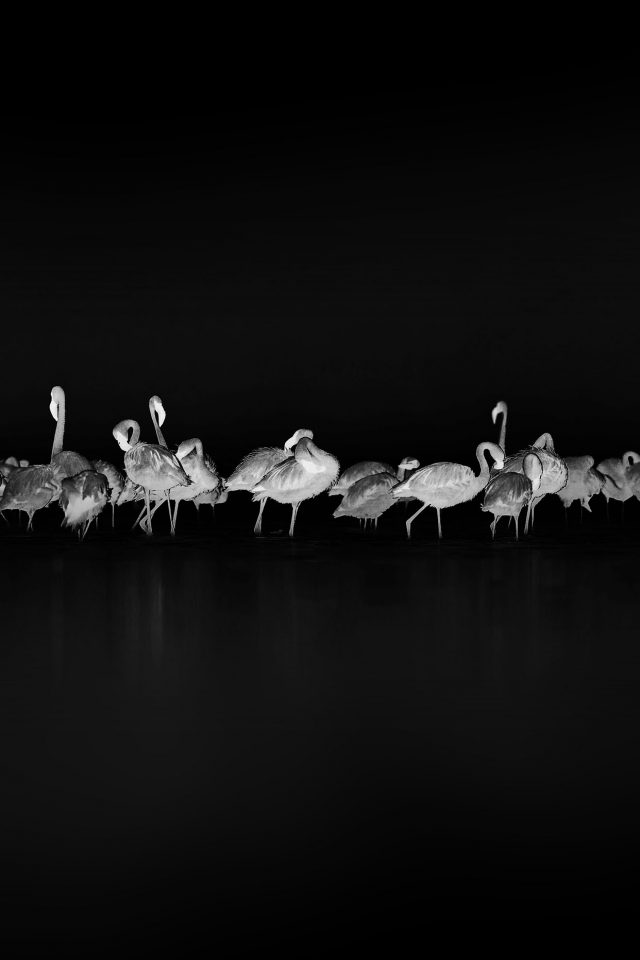 Flamingos Black Peace Animal Nature Birds Android wallpaper