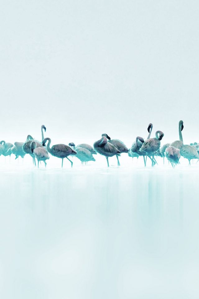 Flamingos Blue Peace Animal Nature Birds Android wallpaper