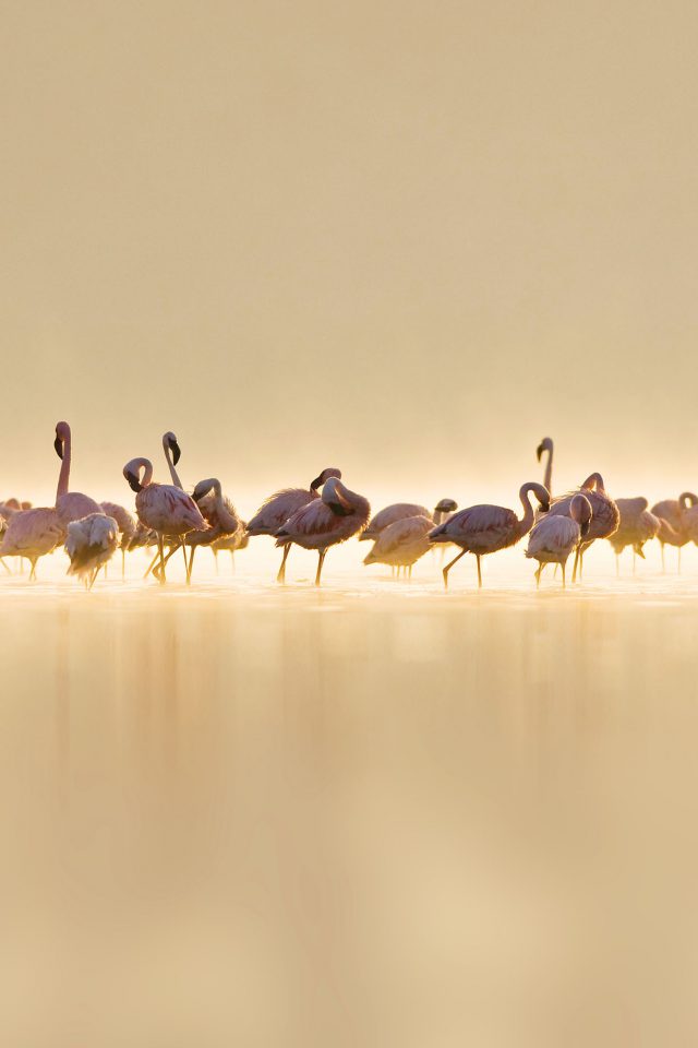 Flamingos Peace Animal Nature Birds Android wallpaper