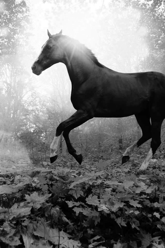 Horse Art Animal Fall Leaf Mountain Flare Dark Bw Android wallpaper