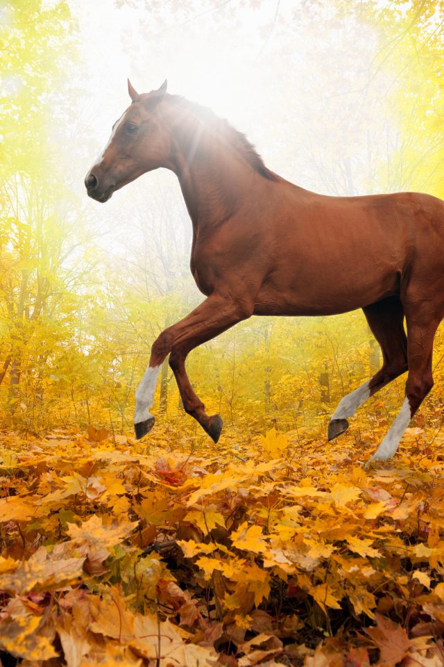 Horse Art Animal Fall Leaf Mountain Red Android wallpaper