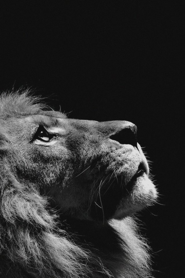 Lion Looking Sky Animal Nature Dark Photo Android wallpaper