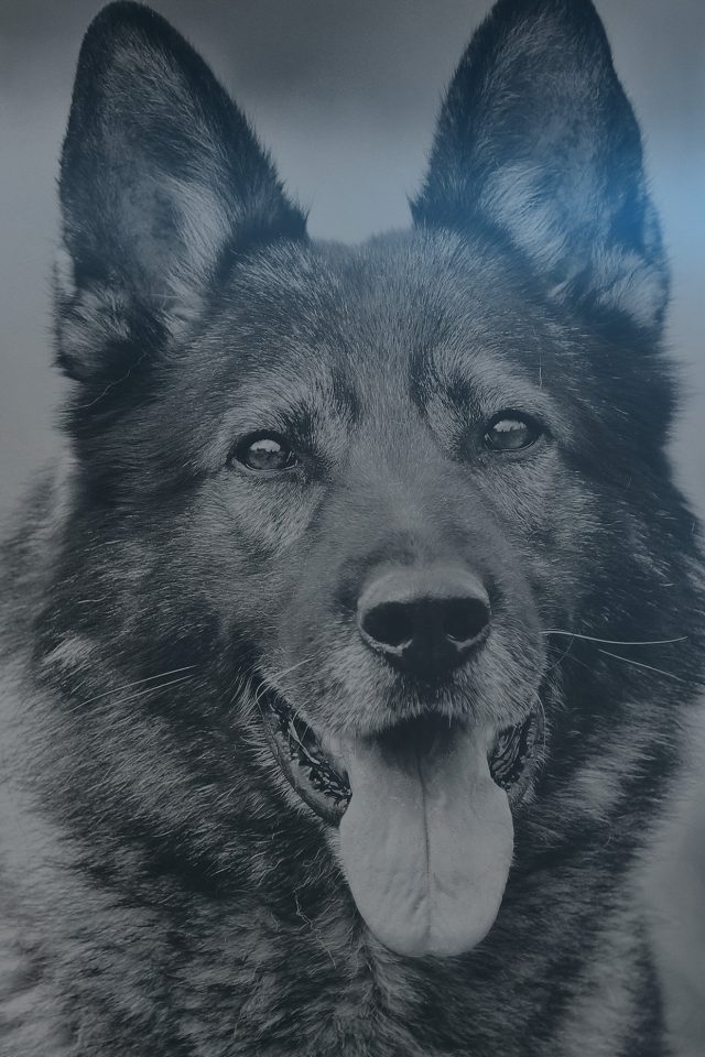 My Shepherds Dog Blue Flare Smile Animal Nature Android wallpaper