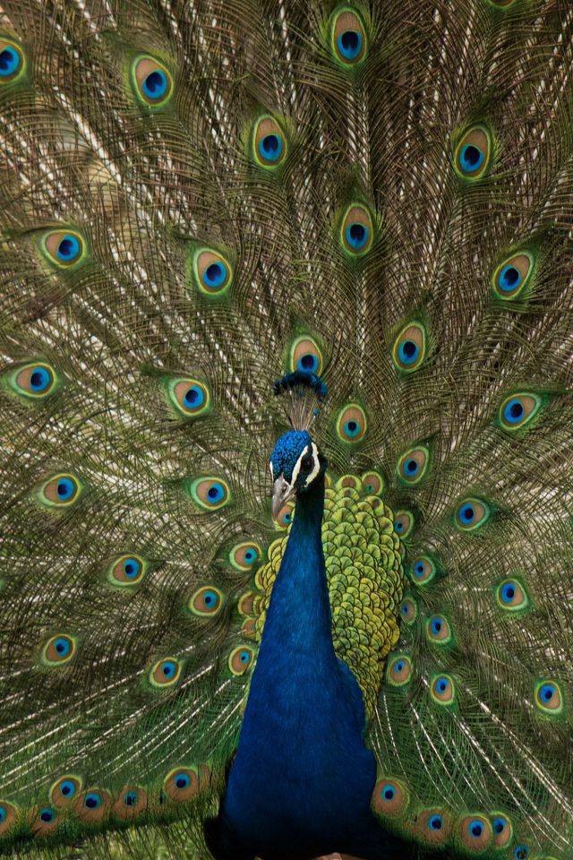Peacock Animal Beautiful Nature Android wallpaper