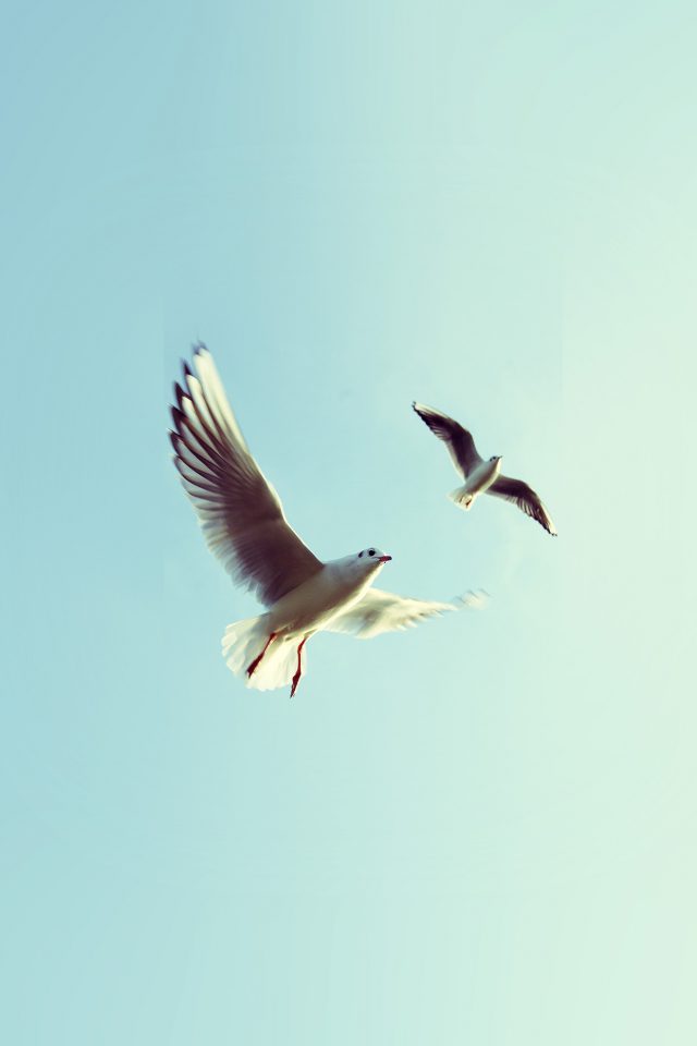 Pigeons Bird Fly Sky Animal Nature Minimal Android wallpaper