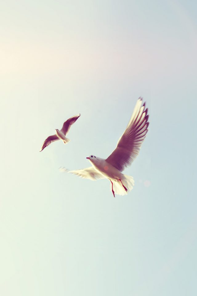 Pigeons Bird Fly Sky Animal Nature Minimal Flare Android wallpaper
