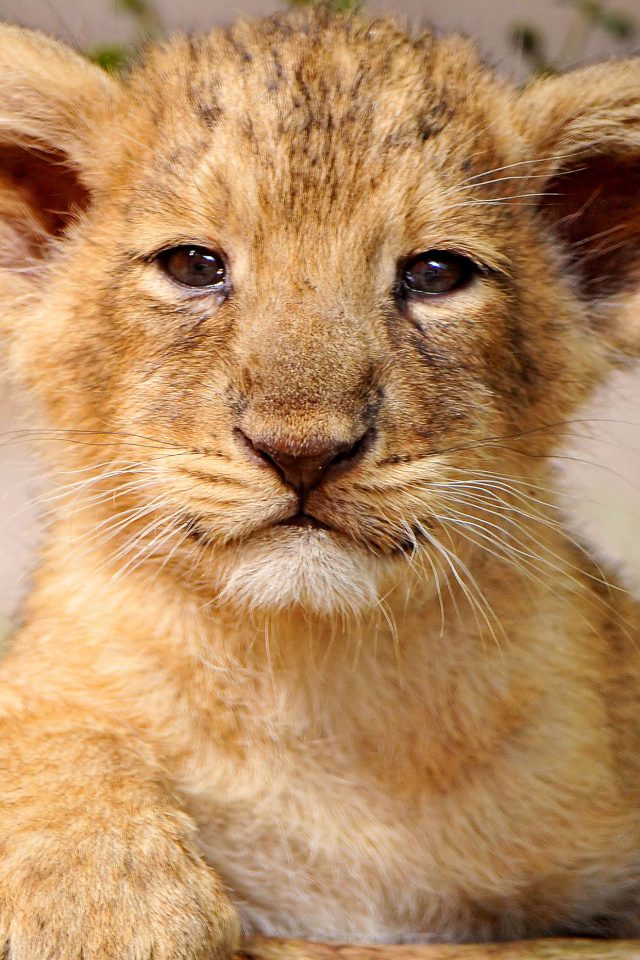 Proud Posing Cub Animal Nature Android wallpaper