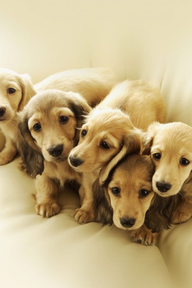 Puppy Retriever Family Animal Android wallpaper