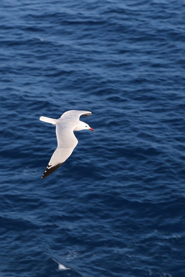 Seagull Bird Sea Ocean Animal Nature Android wallpaper