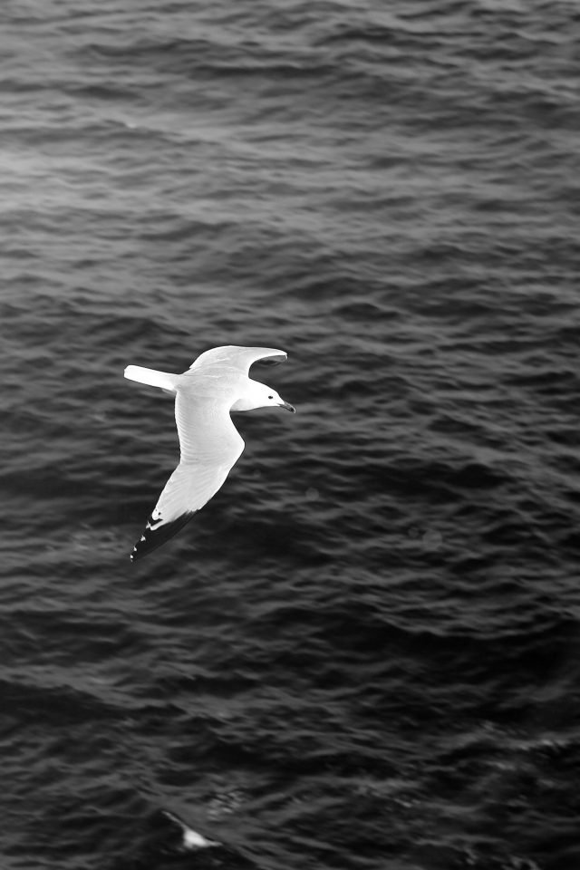 Seagull Bird Sea Ocean Animal Nature Dark Android wallpaper