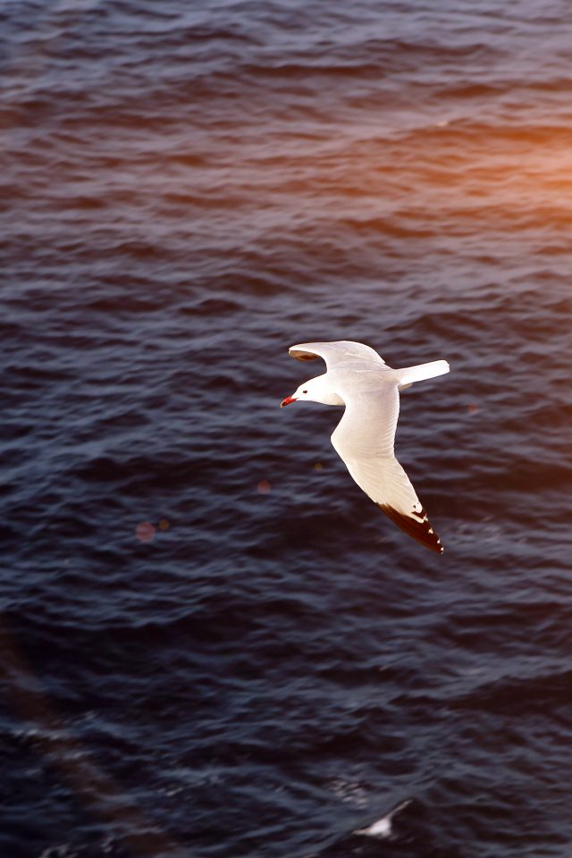 Seagull Bird Sea Ocean Animal Nature Flare Android wallpaper