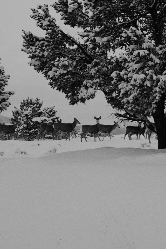 Snow Deer Winter Nature Animals Android wallpaper