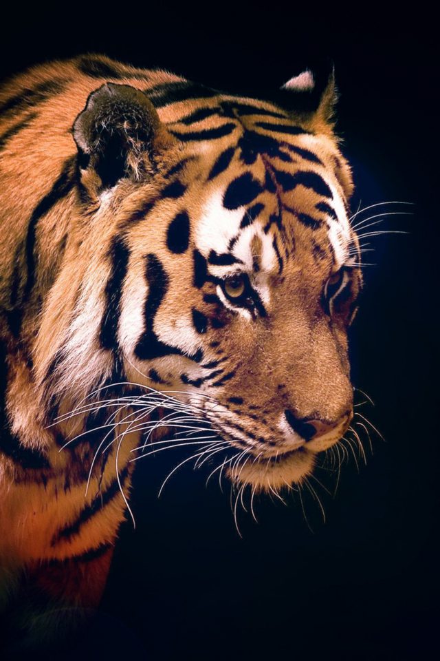 Tiger Dark Animal Love Nature Android wallpaper
