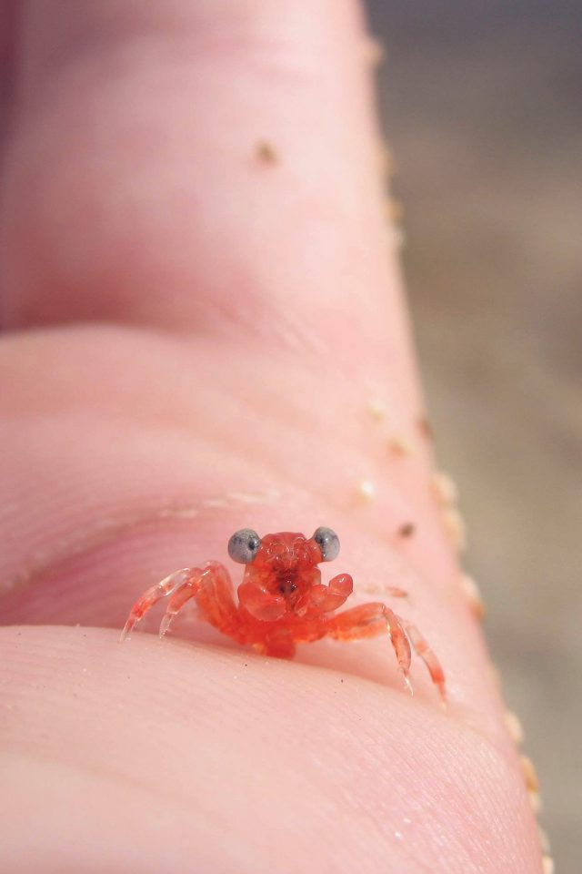 Tiny Little Crab Hand Animal Sea Cute Flare Android wallpaper